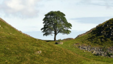 Imagen de The Sycamore Gap: From Roots to Ruin - 5