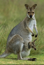 Imagen de La vida secreta dels...: Del marsupi a terra - 4