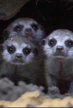 Imagen de Iconos de la Vida...: Los Papiones de Awash - 4