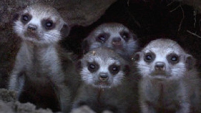 Imagen de Iconos de la Vida...: Escarabajos Peloteros: Recicladores de la Naturaleza - 5