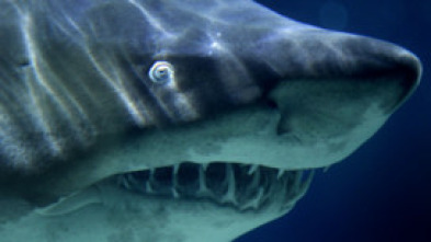 Imagen de Tiburón: el cabo del miedo - 5