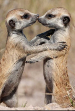 Imagen de Cómo los animales hablan entre ellos - 4