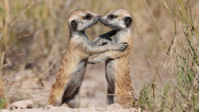 Imagen de Cómo los animales hablan entre ellos - 5