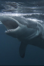 Imagen de Tiburones: muerte en el paraíso - 8