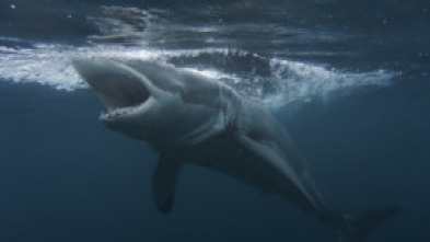 Imagen de Tiburones: muerte en el paraíso - 9