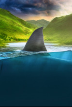 Imagen de Tiburones en la costa (T1) - 6