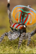 Imagen de Familias animales asombrosas: Ep.9 - 4