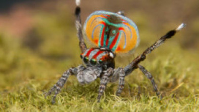 Imagen de Familias animales asombrosas: Ep.9 - 5