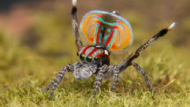 Imagen de Familias animales asombrosas: Ep.10 - 5