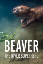 Imagen de Castor, un superhéroe de la naturaleza - 4