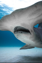 Imagen de Tiburones: Aguas peligrosas - 8