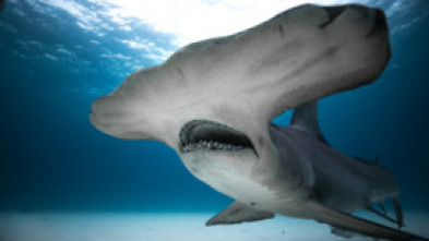 Imagen de Tiburones: Aguas peligrosas - 9