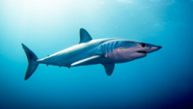 Imagen de Tiburón Mako: depredador perfecto - 7