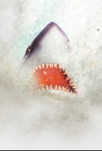 Imagen de Mega depredadores - 6