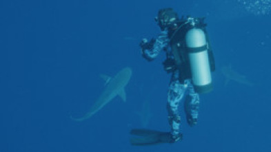 Imagen de Súper tiburón toro - 8