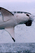 Imagen de Los supervivientes...: Los 20 mejores cazadores - 4