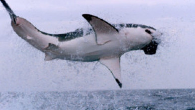 Imagen de Los supervivientes definitivos de la naturaleza  - 5