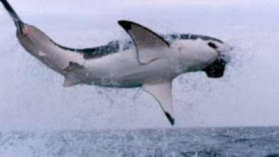 Imagen de Los supervivientes...: Los 20 mejores cazadores - 5
