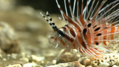 Imagen de Cazadores del arrecife - 5