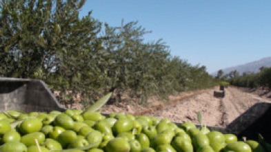 Imagen de En el piélago de los olivos - 5