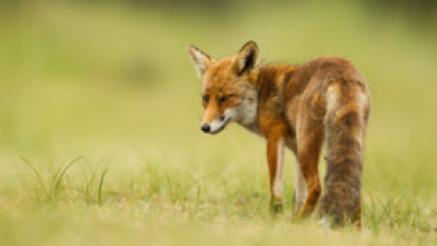 Imagen de El príncipe del bosque - 5