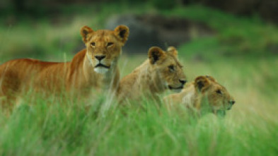 Imagen de Cazadores salvajes: Felinos - 7