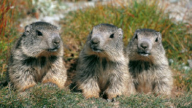 Imagen de El clan de las marmotas - 5