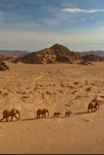 Imagen de El Kalahari, la otra ley de la selva - 4