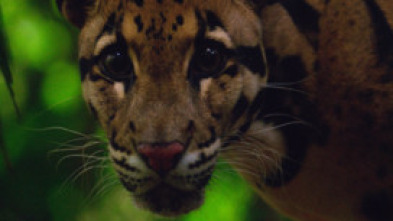 Imagen de Los felinos de Tailandia - 5