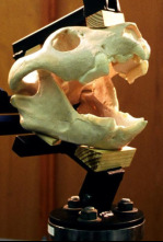 Imagen de Misterios de los tiburones - 4