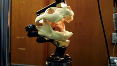 Imagen de Misterios de los tiburones - 5