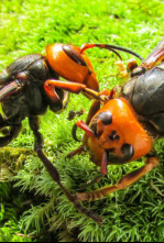 Imagen de Los avispones asesinos de Asia - 4