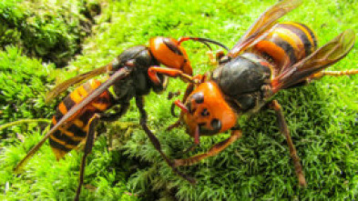 Imagen de Los avispones asesinos de Asia - 5