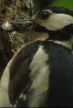 Imagen de Catalunya salvatge: L'empremta volcànica - 4