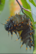 Imagen de Especies icónicas de Australia - 4