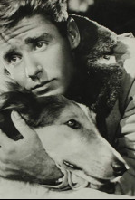 Imagen de El cachorro de Lassie - 4