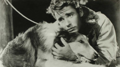 Imagen de El cachorro de Lassie - 5