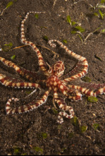 Imagen de Los secretos naturales...: Vida en el monzón - 5