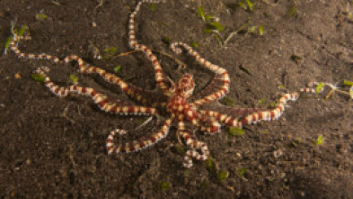 Imagen de Los secretos naturales...: Vida en el monzón - 6