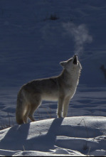 Imagen de El Coyote: El Segundon De Yellowstone - 4