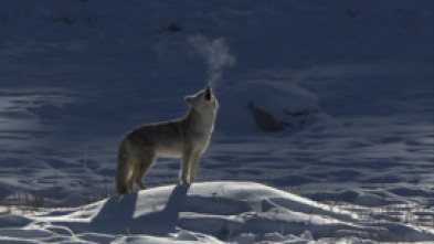 Imagen de El Coyote: El Segundon De Yellowstone - 5
