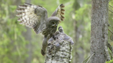 Imagen de Wild Laponia - 8