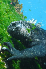 Imagen de Las Galápagos, la...: Supervivencia - 4