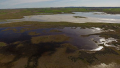Imagen de El escarabajo verde: Ley de la Restauración de la Naturaleza III - 5