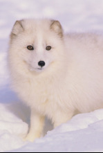 Imagen de Animales bebé: Criando cachorros - 4