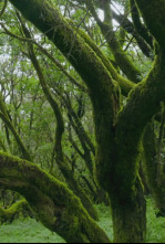 Imagen de Planeta selva: Selvas en la cumbre. Pinsapares de Andalucía - 4