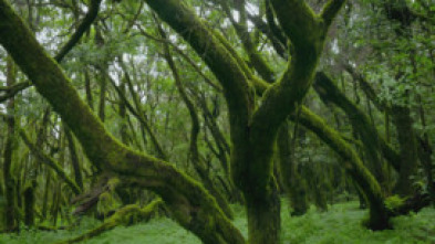 Imagen de Planeta selva: Selvas en la cumbre. Pinsapares de Andalucía - 5