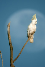 Imagen de Planeta selva: Una jungla de aromas: Australia - 4