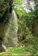 Imagen de El escarabajo verde: Sed digital - 4