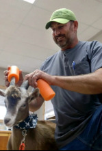 Imagen de Veterinarios de Nebraska: Pacientes inesperados - 4